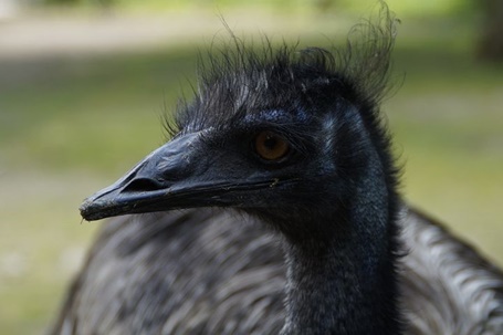 emu Tiergarten ulm